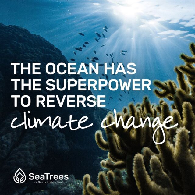 It’s National Ocean Month! 🌊🪸🐬
Did you know blue carbon ecosystems — mangroves, kelp, and coral — can store up to 10 times more carbon than tropical rainforests? That’s why we’re all in on blue carbon with our partner @sea.trees, to utilize the ocean’s superpower to reverse climate change. #NationalOceanMonth #OceanPositive #composednyc #dobetterbusiness #businessforgood 
.
.
.
.
.
#bcorporation #sustainablebusiness #seatrees #onepercentfortheplanet #bcorp #1percentfortheplanet #1percentftp #OceanMonth2022 #30DaysofOcean #betterbusiness #businessforgood #BusinessForClimateJustice